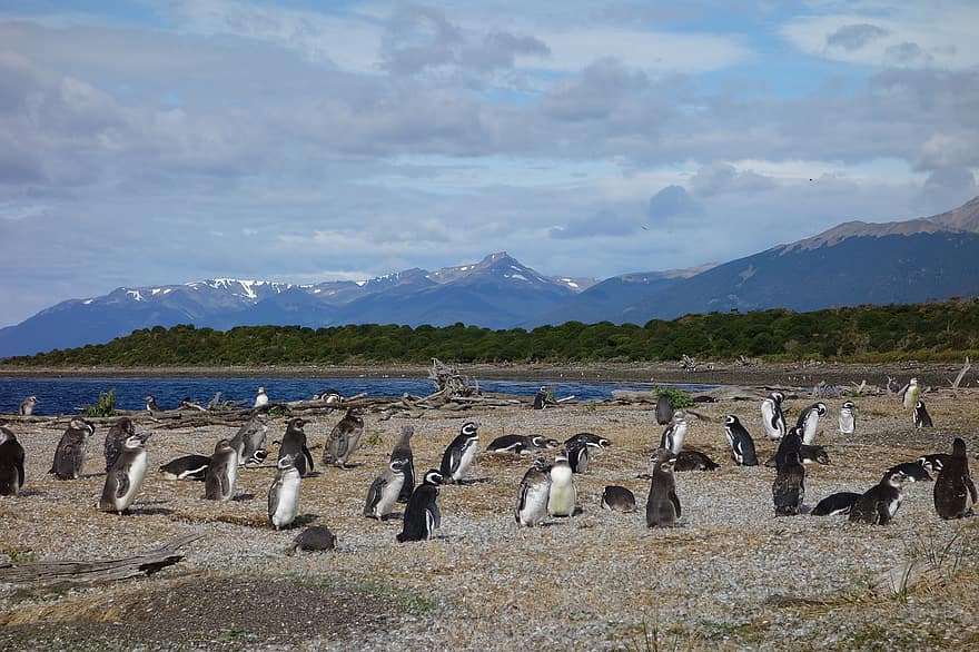Natura, pingwiny, zwierzę, patagonia
