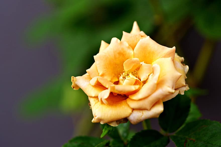 ローズ、黄色いバラ、黄色い花、庭園、閉じる、フローラ、花、葉、花弁、工場、フラワーヘッド