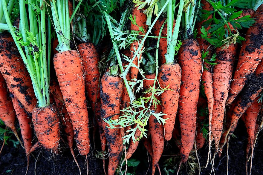морковь, овощи, растения, зеленый, сельское хозяйство, природа, питание, мощность, натуральный, органический, ботаника