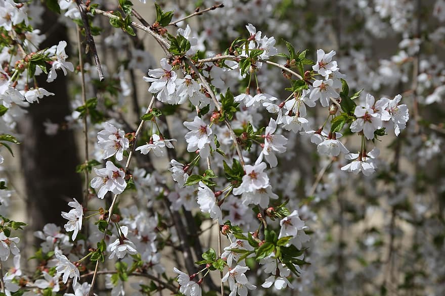 flor de cerezo, primavera, sakura, árbol