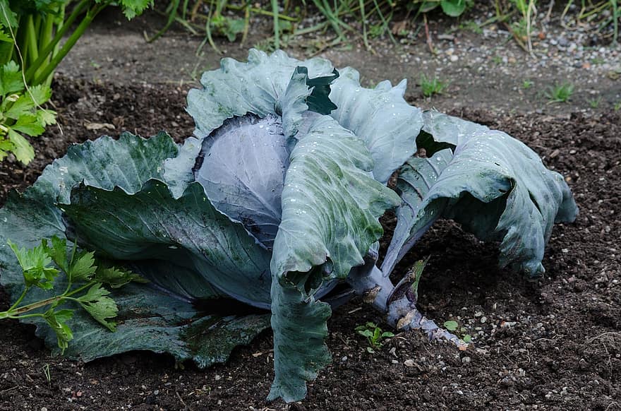Red Cabbage, Cabbage, Vegetables, Violet, Blue, Food, Kohl, Agriculture, Crop, Garden, Healthy