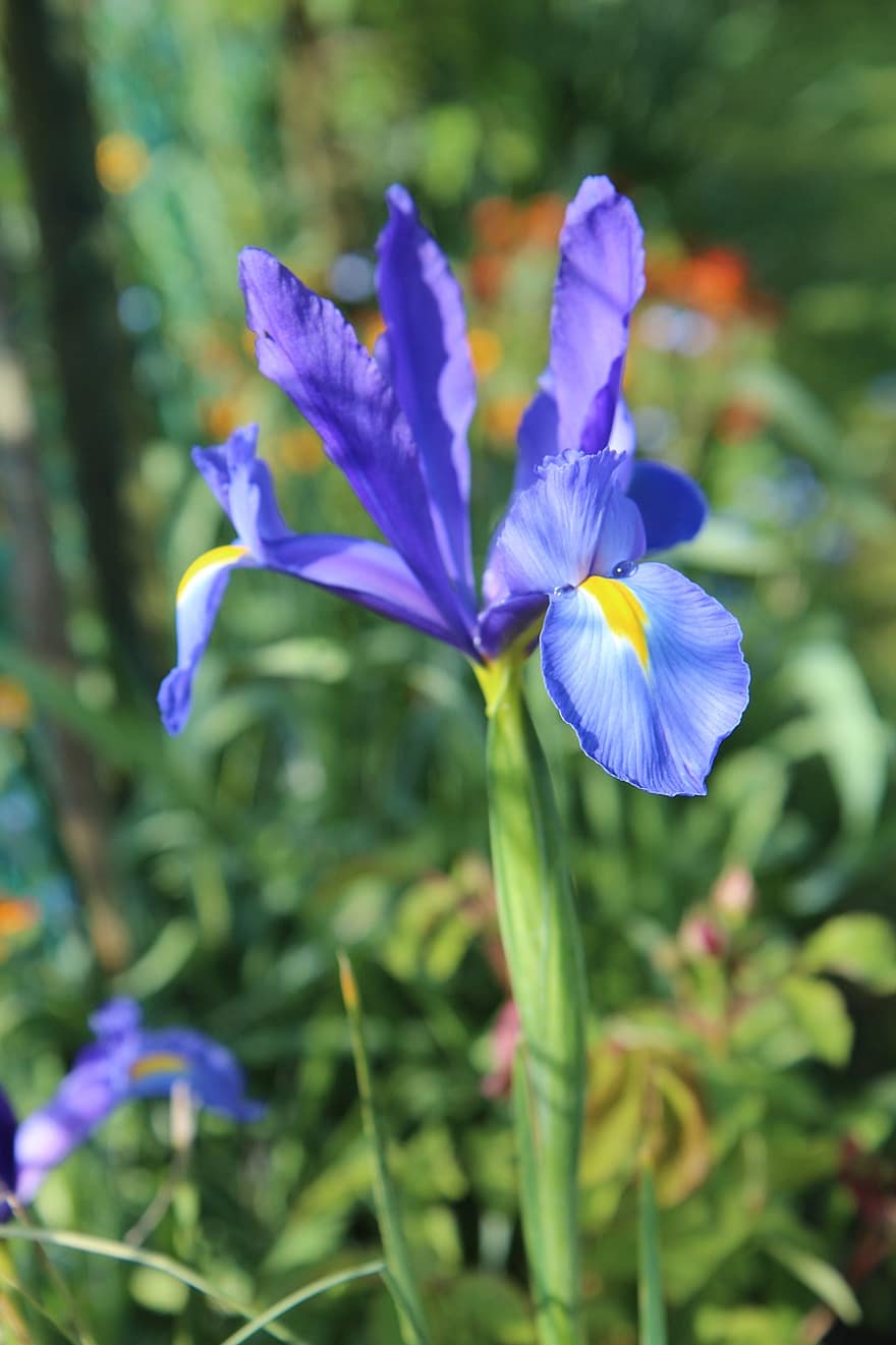 blå blomster, blomster, blå kronblade, kronblade, flor, blomstre, flora, natur, planter, blomstrende planter, tæt på