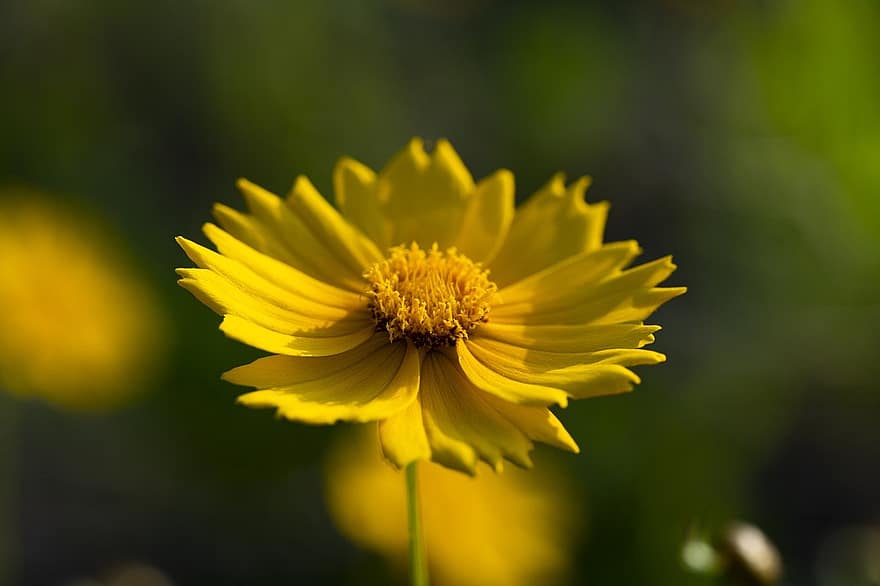zieds, dzeltens zieds, wildflower, Korejas republika, augu, pļava, dārzs, dzeltens, tuvplāns, vasarā, zaļā krāsa