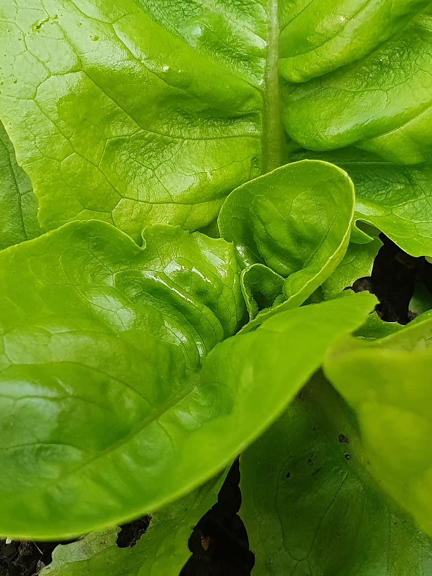salotų lapai, salotos, galva, žalias, gyvas, virtuvė, augalų, sodas