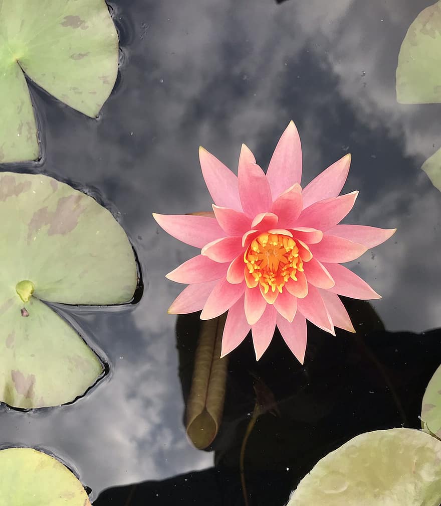 Water Lily, Flower, Pond, Lily Pads, Pink Flower, Petals, Pink Petals, Bloom, Blossom, Aquatic Plant, Reflection