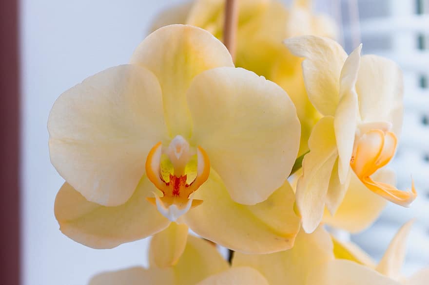 orkideer, blomster, plante, phalaenopsis, kronblade, flor, blomstre, blomstrende plante, prydplante, flora