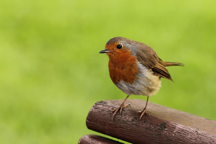 robin rødt bryst, robin, fugl, europæisk robin, perched, perched fugl, fjer, fjerdragt, ave, aviær, ornitologi