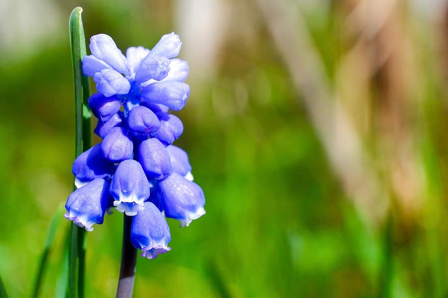 hroznový hyacint, květ, rostlina, hyacint, muscari, okvětní lístky, modrý květ, flóra, Příroda