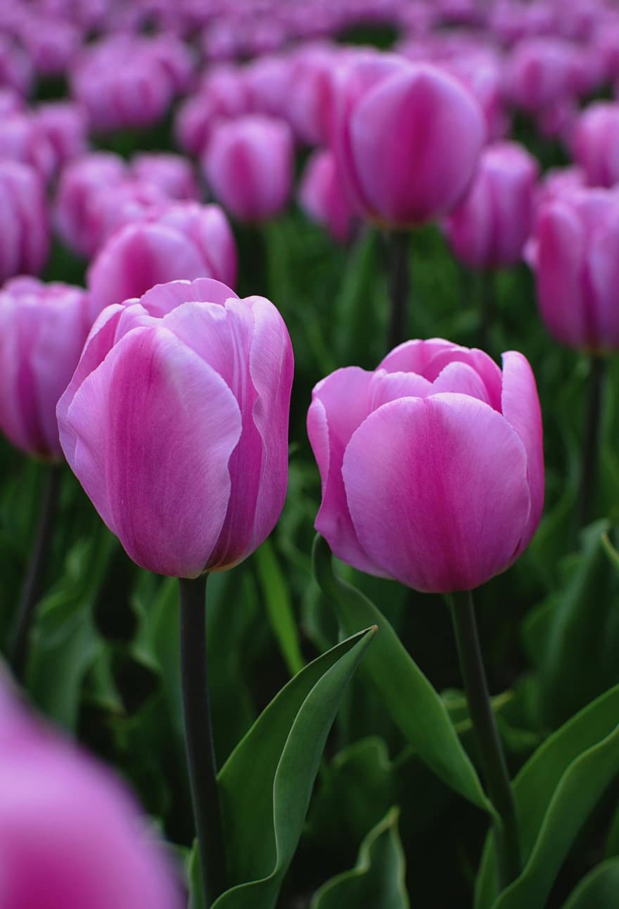 tulipány, květiny, pole, růžové květy, okvětní lístky, růžové okvětní lístky, květ, flóra, rostlin, Příroda, tulipán
