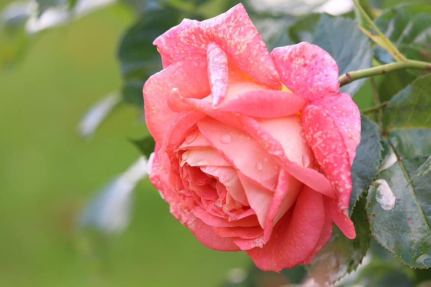 rosa, Flor, flor, flores, Flor rosa, pétalas cor de rosa, rosa rosa, flora, floricultura, horticultura, botânica