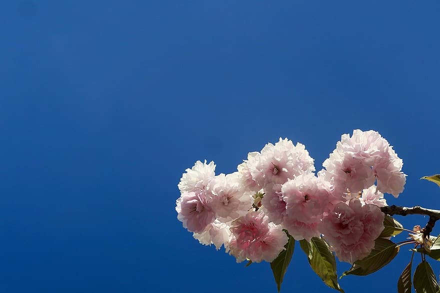 bunga sakura, bunga-bunga, musim semi, bunga-bunga merah muda, berkembang, mekar, alam, ceri, pohon, cabang, langit