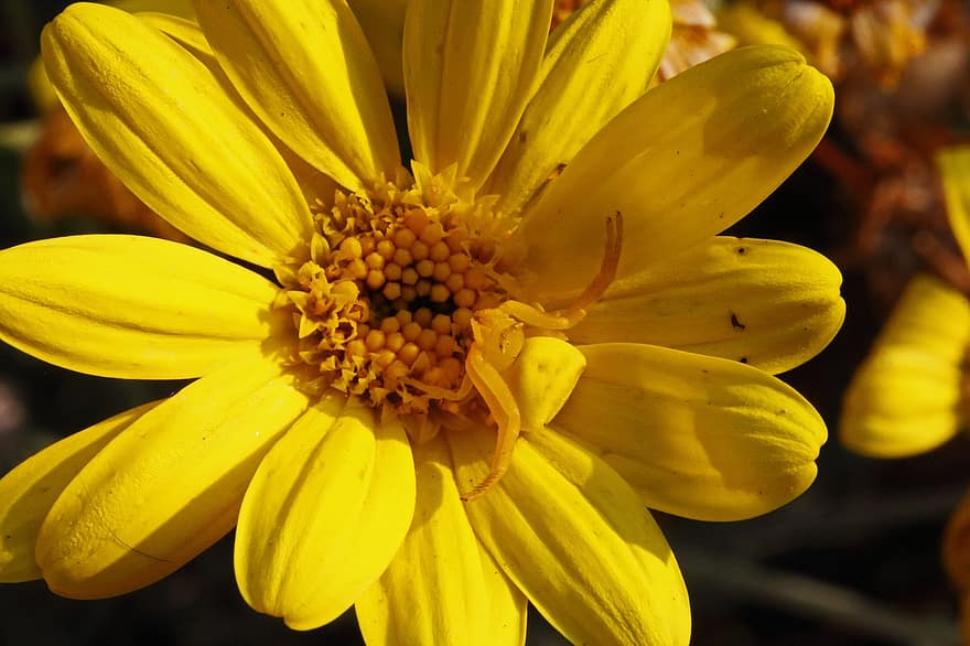 Blumenkrabbenspinne, gelbe Blume, Spinne, Spinnentier, Insekt