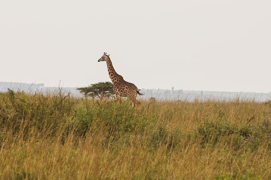 žirafa, volně žijících živočichů, Afrika, safari, krk, divoký, Příroda, skvrny, býložravec