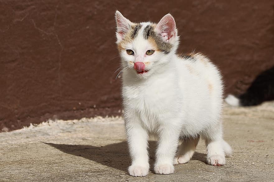 Kitten, Cat, Pet, Feline, cute, pets, domestic animals, domestic cat, young animal, looking, small