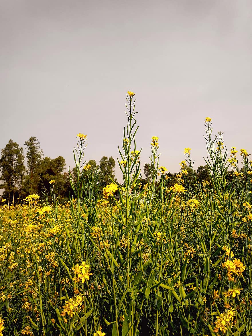マスタード、フラワーズ、フィールド、黄色い花、咲く、葉、牧草地、自然