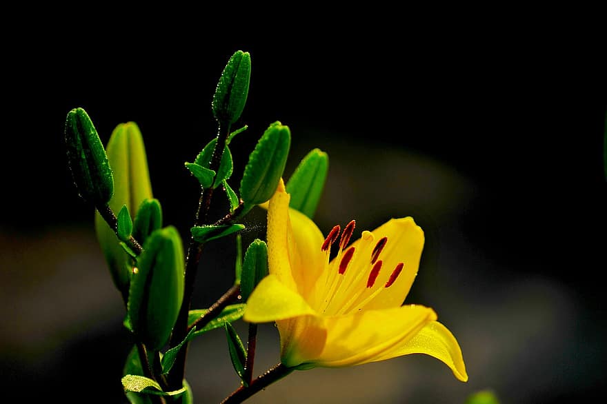 hình nón và, Hoa loa kèn, màu vàng
