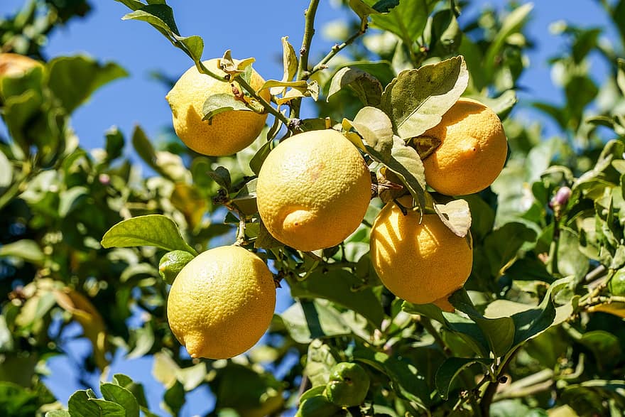 gyümölcs, citrom, élet, sárga, mész, citrom- és narancsfélék, friss, savanyú, limonádé, egészséges, lédús