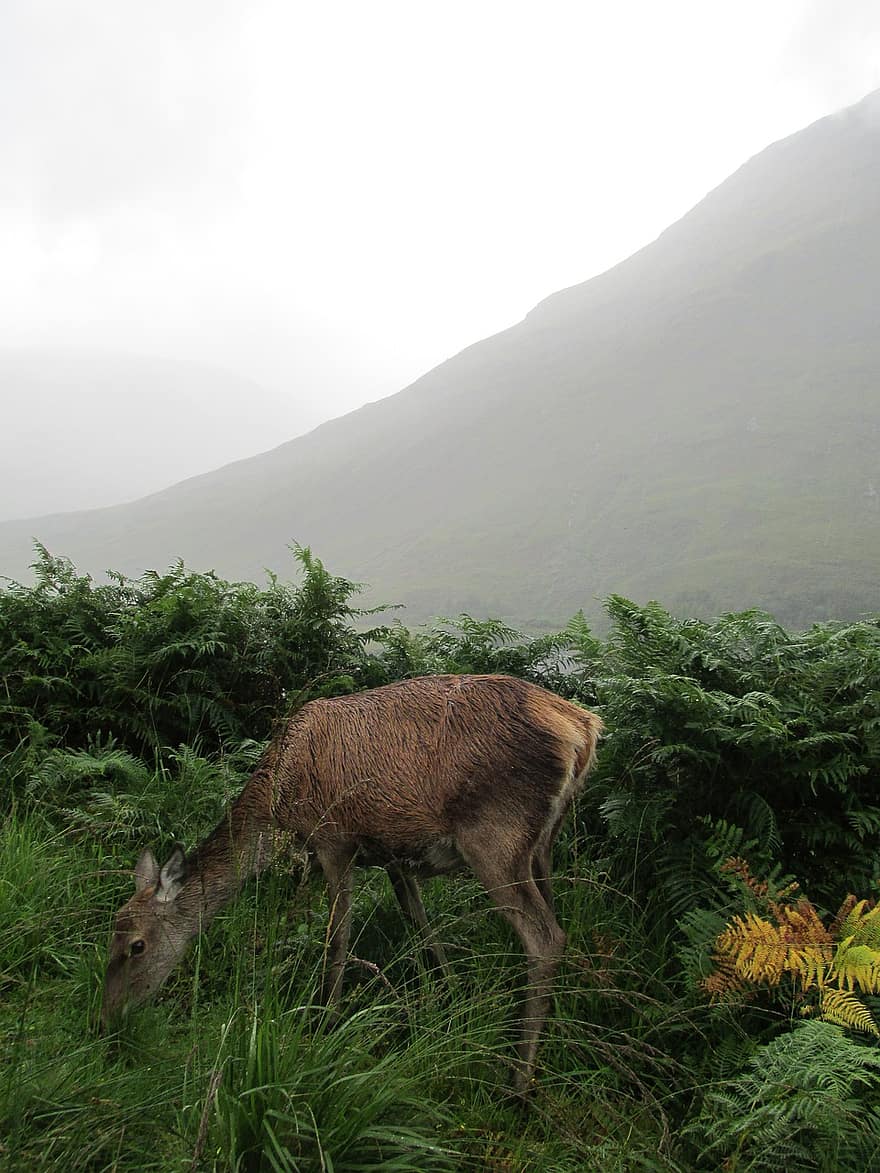Écosse, biche, Glen Etive, glen, hauts plateaux, Glencoe, la nature, animal, brouillard, Montagne, vallée