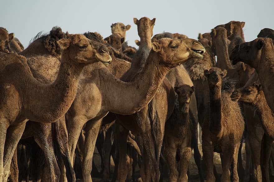 camelos, animais, deserto, qom province, Irã