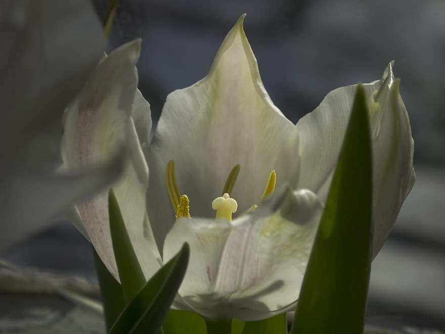 tulipán, flor, planta, tulipán blanco, pétalos, hojas, floración, flora, primavera, naturaleza, de cerca