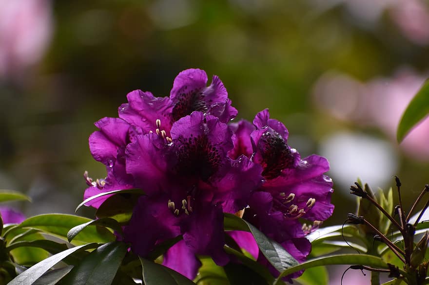 Rhododendron, inflori, a inflori, plantă