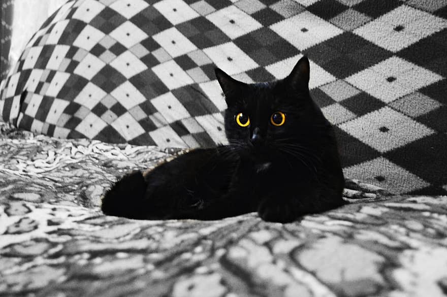 gato, mascota, animales, piel, gato negro, querido, bw, Ojos de gato