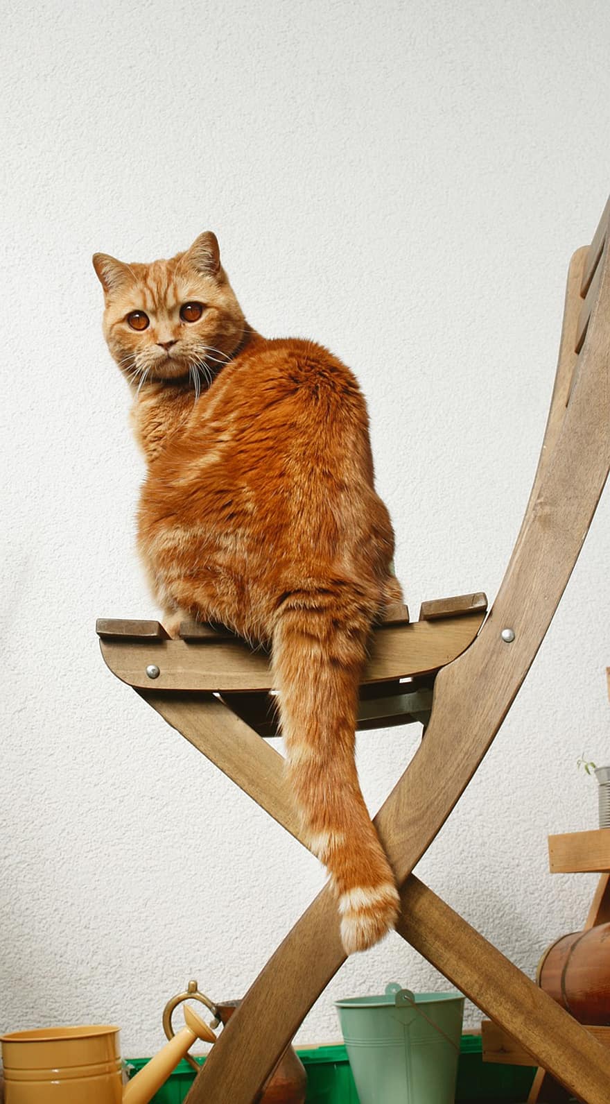 BKH, британская короткошерстная, рыжий кот, кошка, Британская, милый, котенок, кошачьи глаза, игривый, обаятельный, кошачье лицо