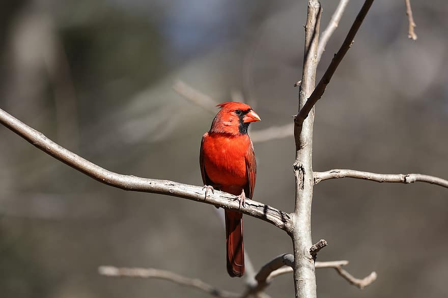Bird, Cardinal, Ornithology, Species, Fauna, Avian, Animal, Wildlife, Redbird, Feathers