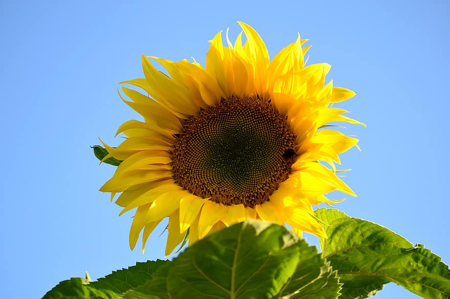 bunga matahari, bunga, kuning, kelopak, Daun-daun, mekar, langit, biru