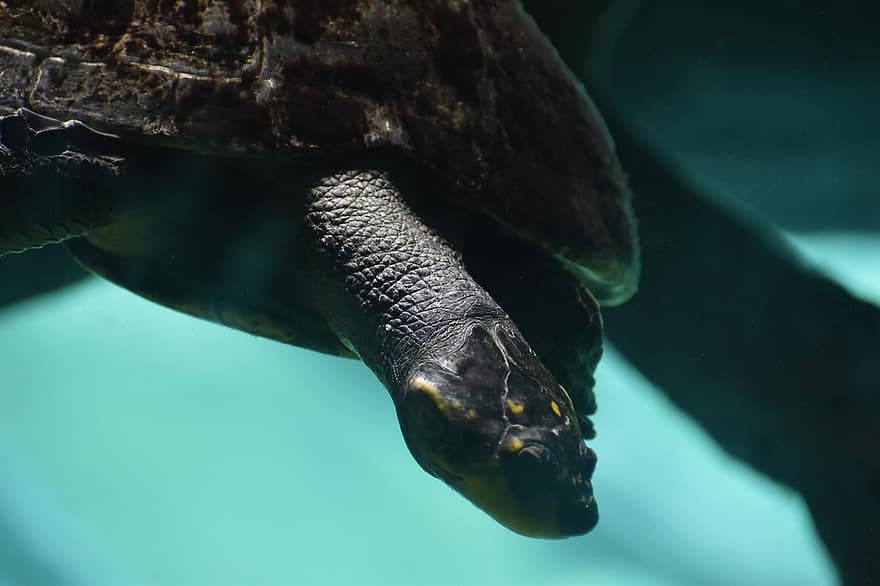 tortuga, animal, nedar, busseig, sota l'aigua, Mar profund, mar, oceà, naturalesa, habitat, Hermann Park