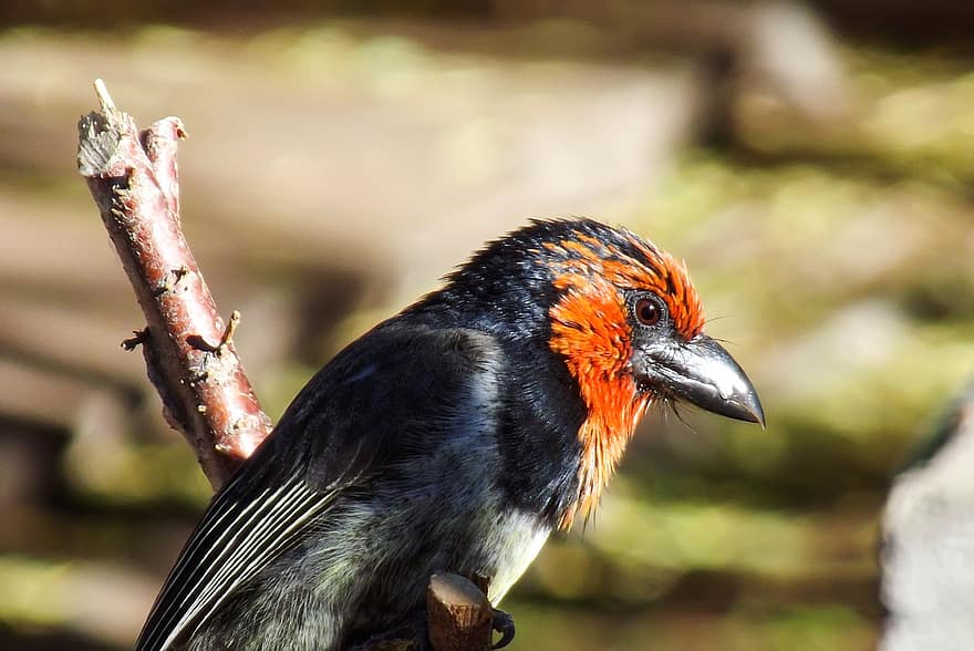 pájaro, Barbudo de cuello negro, rama, Cabo Norte, Kimberley, Sudáfrica, naturaleza, fauna silvestre, aves, insectos, comida