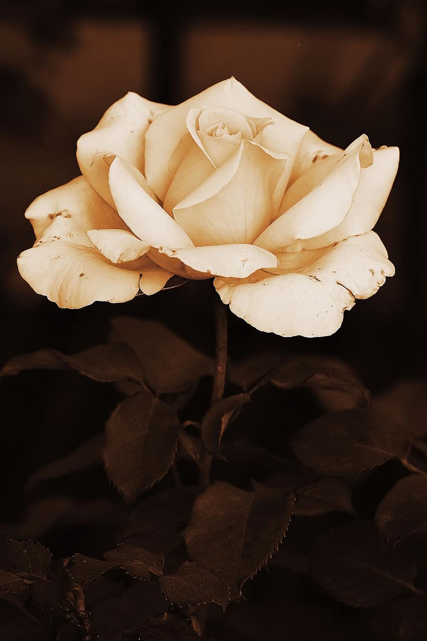 bloem, roos, wit, gouden, liefde