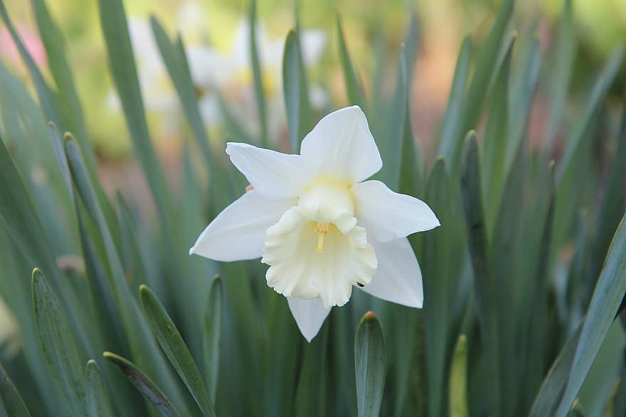 Narciso, Narciso bianco, fiore, narciso, giardino, fioritura, fioritura primaverile, avvicinamento, pianta, estate, testa di fiore