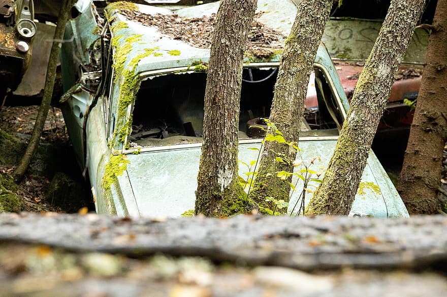 cotxe abandonat, restes de cotxes, bosc, camp, naturalesa