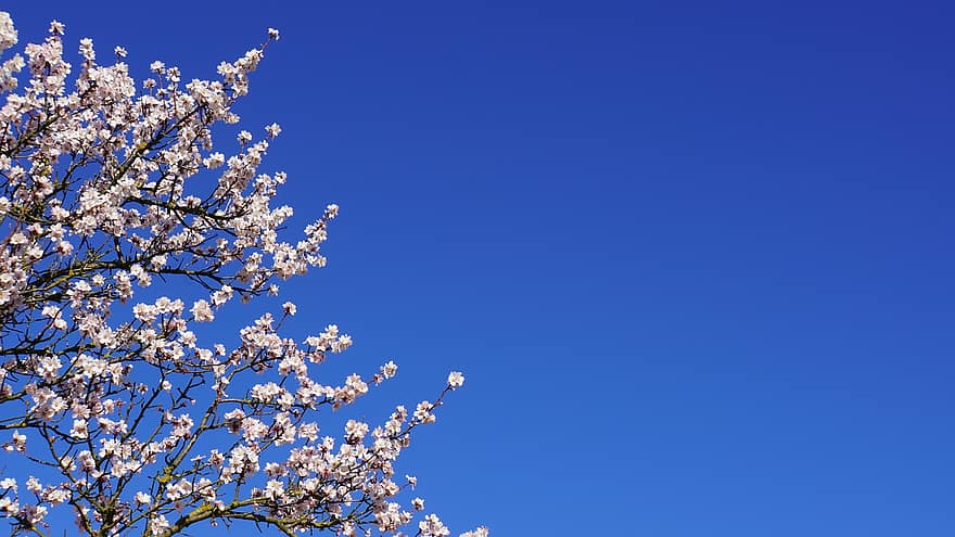 sakura, flores, flores de cerejeira, pétalas brancas, pétalas, flor, Flor, flora, flores da primavera, primavera, árvore