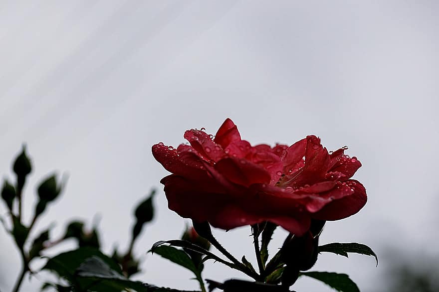 Rose, rød rose, blomst, rød blomst, plante, flora, blomstre, flor, kronblade, vand, våd