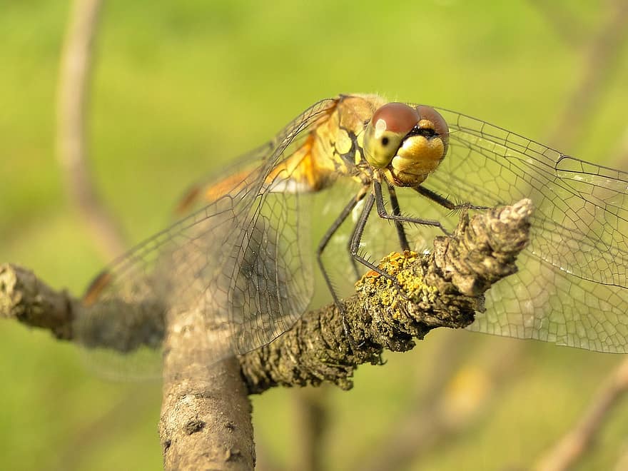 Yellow-winged Darter, Dragonfly, Branch, Wood, Wings, Insect, Animal, Male Dragonfly, Invertebrate, Arthropod, Plant