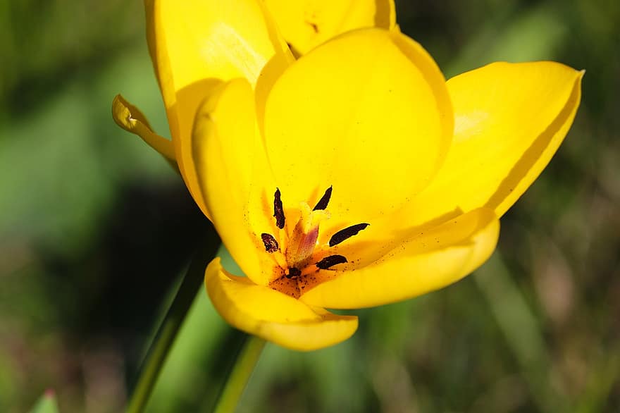 flor, tulipanes, planta, tulipán amarillo, pétalos, floración, campo, naturaleza, de cerca, crecimiento, primavera