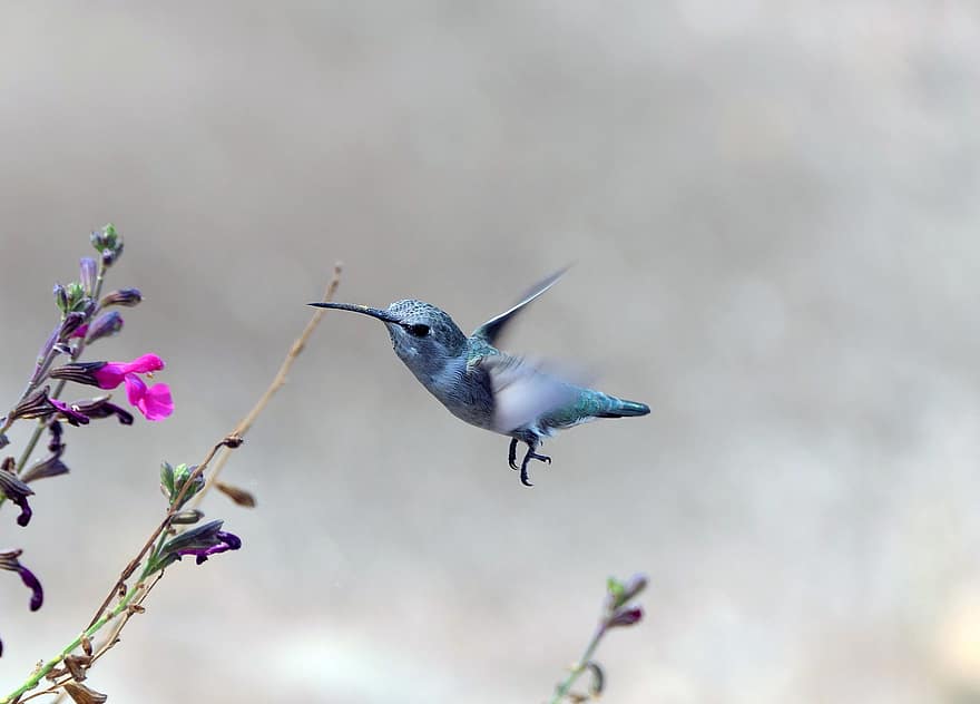 colibrì, uccello, Ali, becco, fiori, piume, colorato, volante