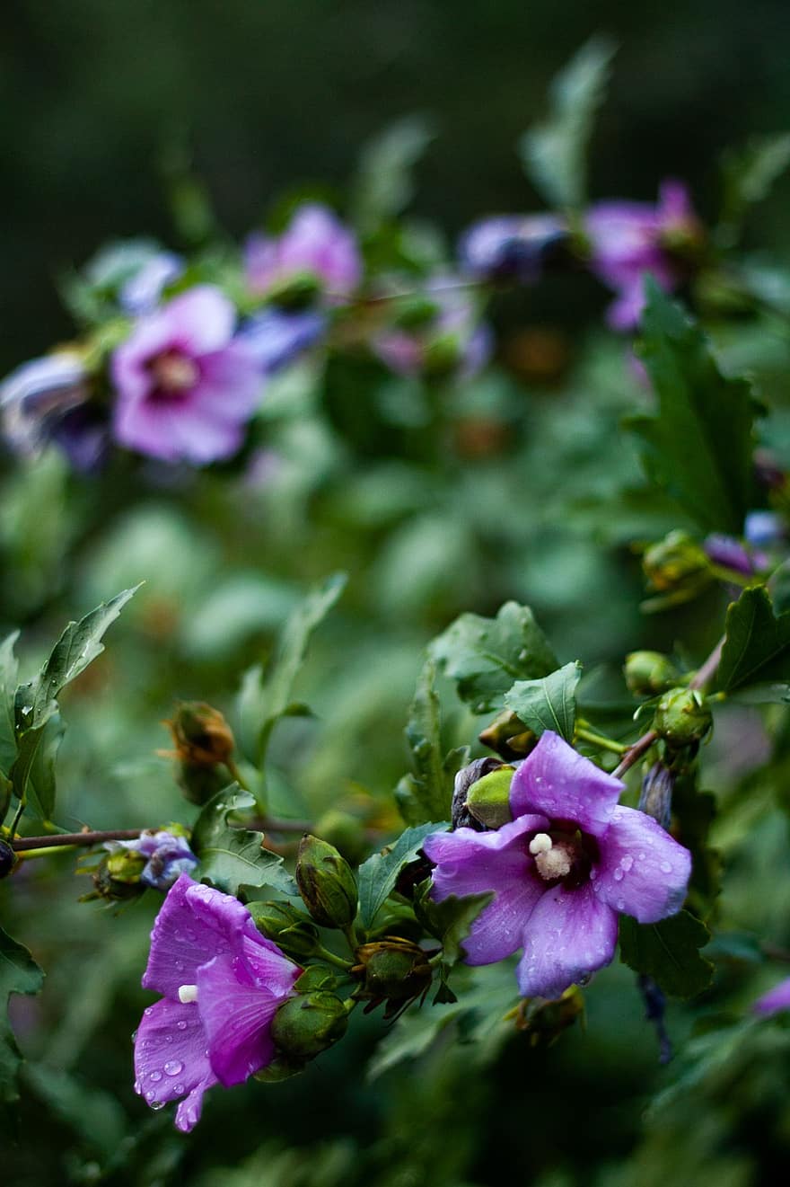 bunga-bunga, bunga ungu, taman, kelopak, kelopak ungu, mekar, berkembang, Daun-daun, tanaman, flora