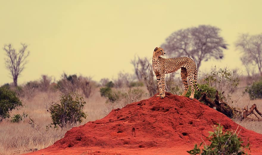 ghepardo, gatto, gattopardo, predatore, natura, safari, natura selvaggia