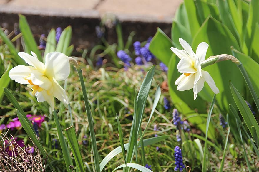 Daffodils, Flowers, Garden, White Flowers, Petals, White Petals, Bloom, Blossom, Flora, Plants, Spring Flowers