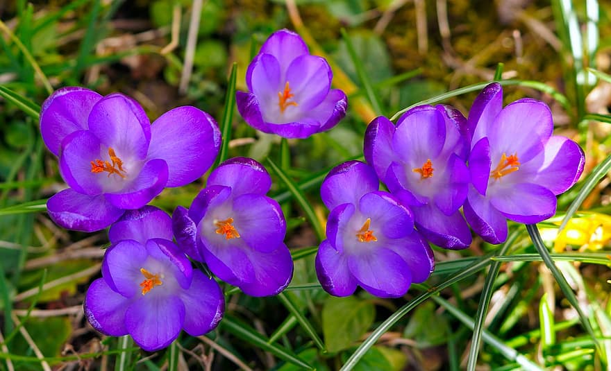 crocus, bunga-bunga, bunga ungu, kelopak, kelopak ungu, berkembang, mekar, flora, tanaman, bunga musim semi, bunga