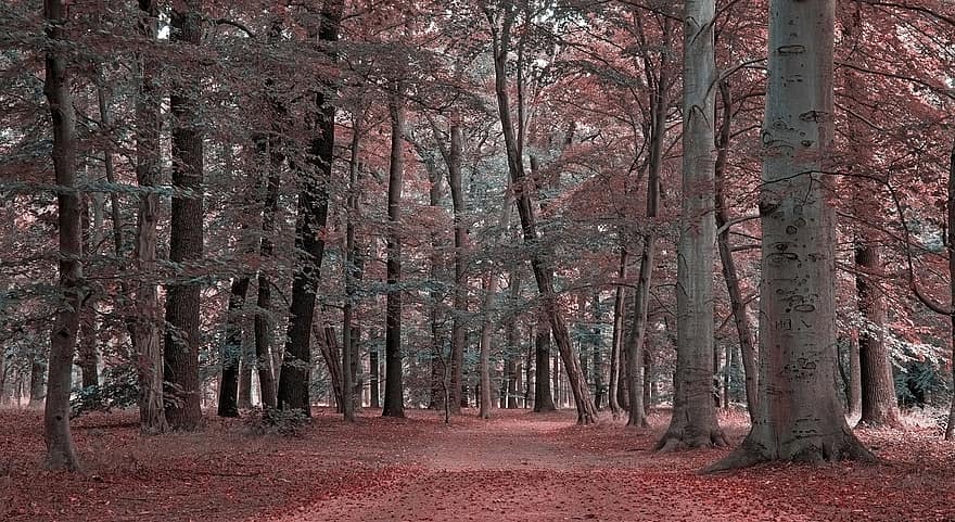 les, podzim, stromy, listy, Příroda, krajina