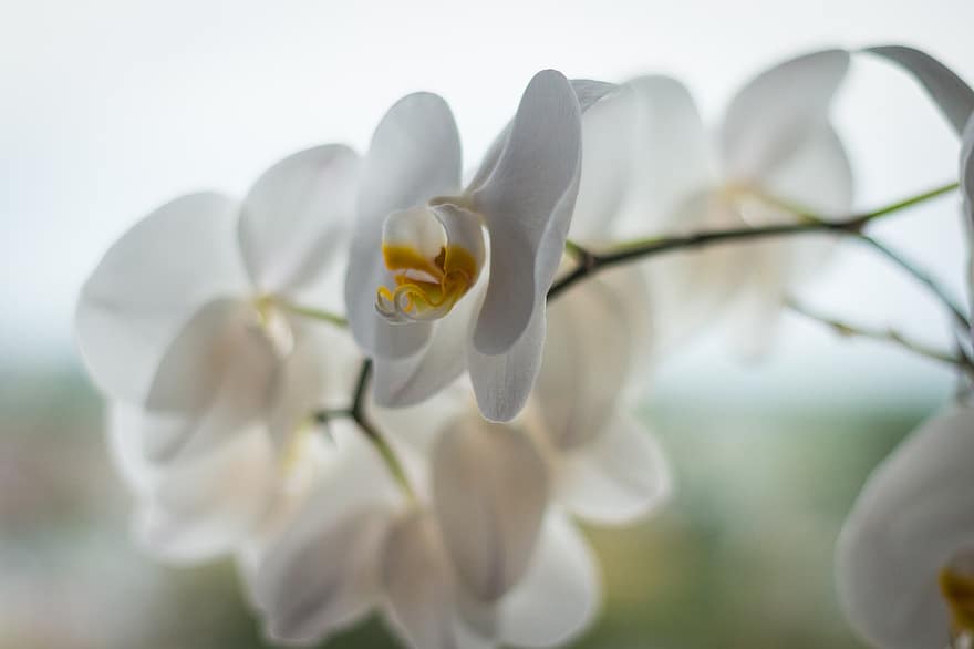 orchidée, fleur, plante, fleur blanche, Floraison, décoratif, décoration, décor