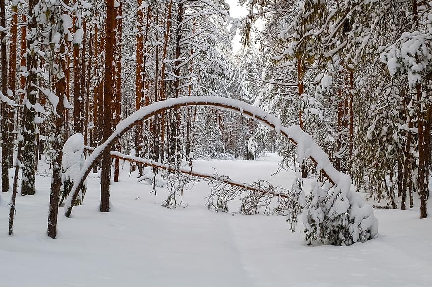 pin, copaci, pădure, iarnă, îngheţ, zăpadă, căderile de zăpadă, copac, sezon, peisaj, ramură