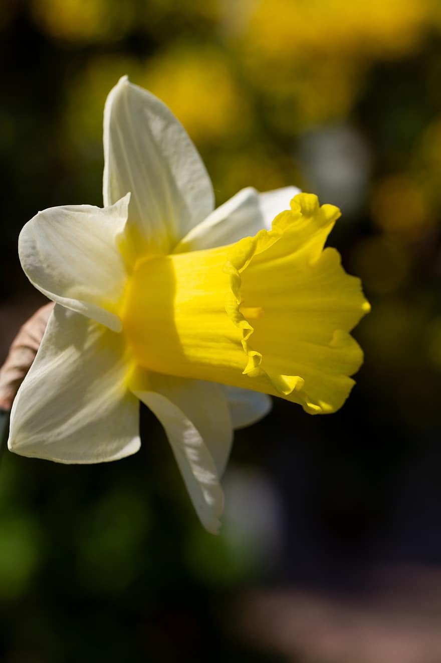 Flower, Daffodil, Blossom, Bloom, Spring, Nature, Flora, Growth, Botany, Macro, close-up