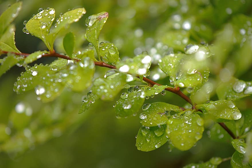 verde, grădină, picătură de ploaie, plantă