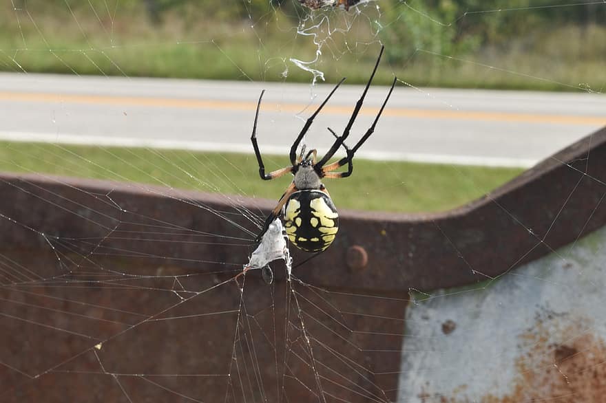 паук, животное, Web, паутина, паучий шелк, паукообразный, сад, крупный план, желтый