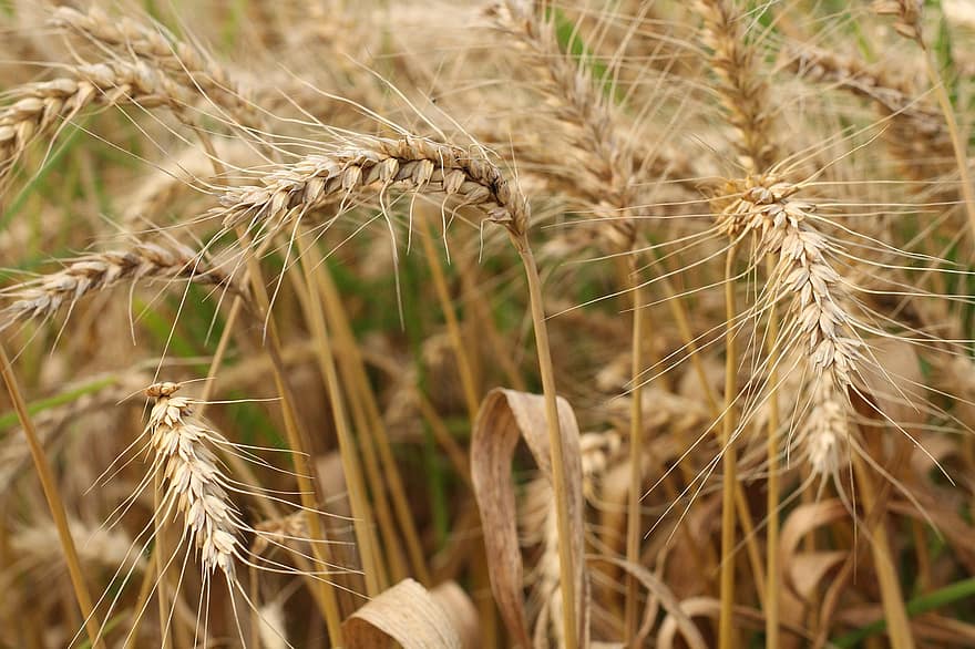 trigo, campo, campo de trigo, cebada, cultivos, cultivos de trigo, tierra cultivable, agricultura, granja, cultivo, naturaleza
